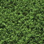 Green backdrop